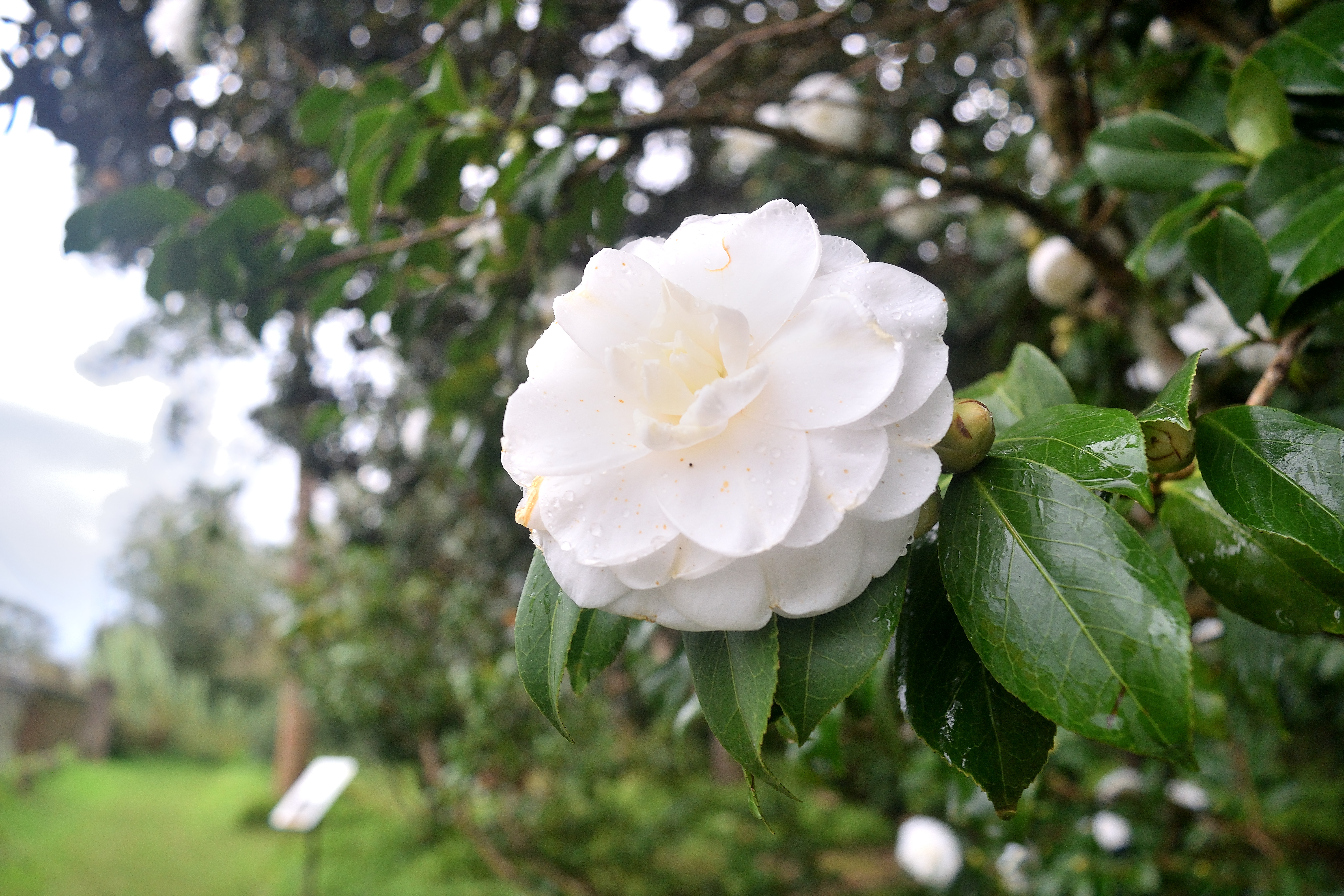 DSC_4026.JPG