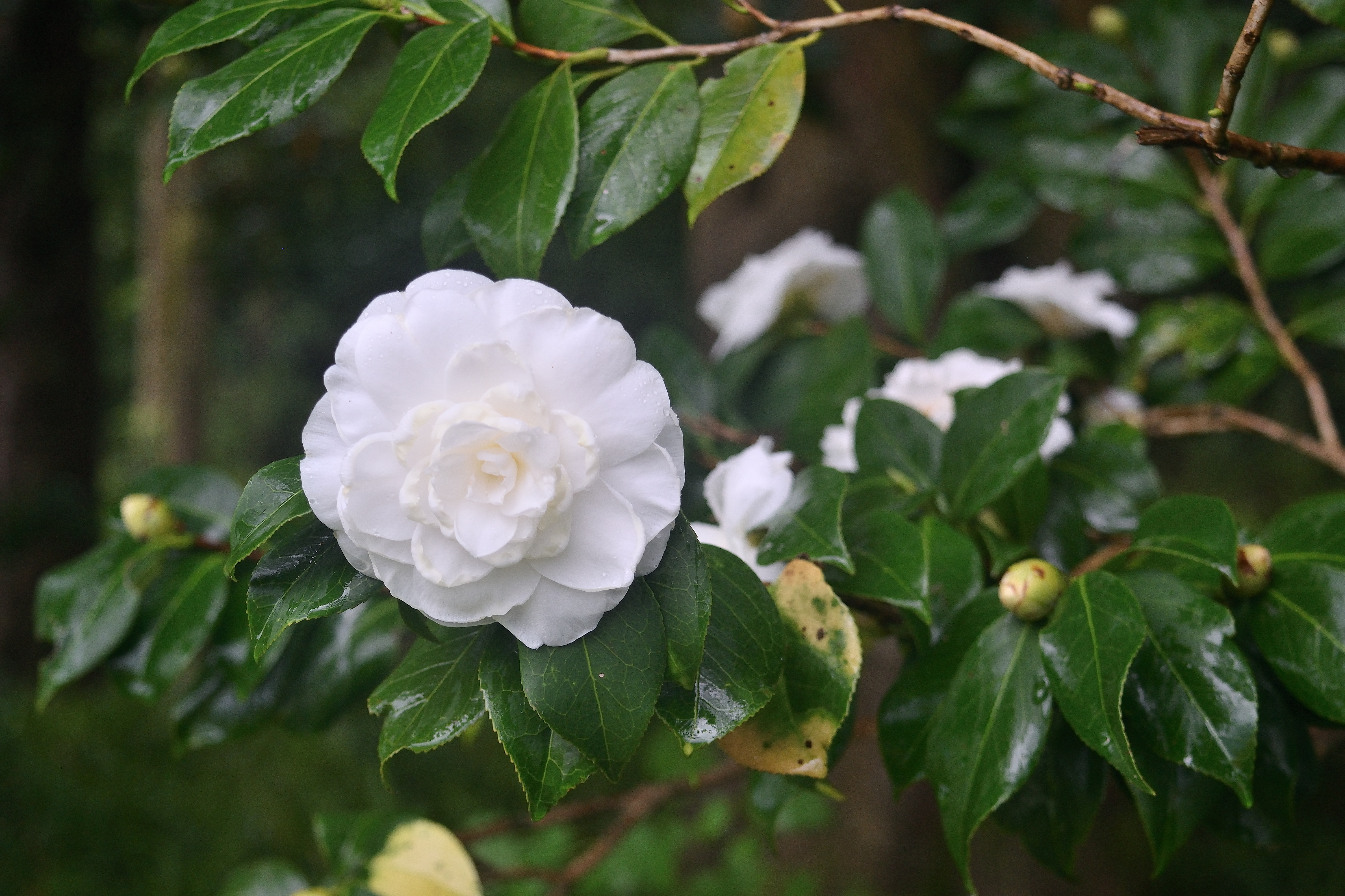 DSC_4028.JPG
